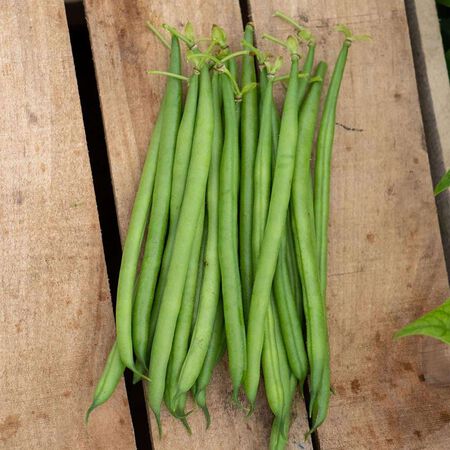 Elegance, Bean Seeds - Packet (1 oz.) image number null